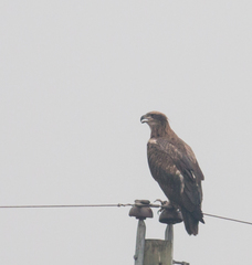 Haliaeetus leucoryphus