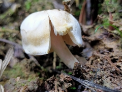 Camarophyllus pratensis gracilis