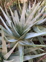Aloe succotrina