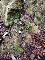 Camarophyllus pratensis gracilis