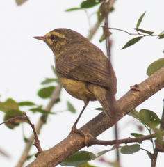 Phylloscopus affinis