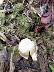 Camarophyllus pratensis gracilis