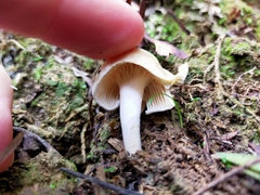 Camarophyllus pratensis gracilis