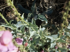 Penstemon palmeri macranthus