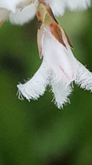 Leucopogon amplexicaulis
