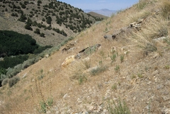Penstemon palmeri macranthus