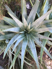 Aloe succotrina