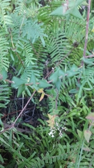 Leucopogon amplexicaulis