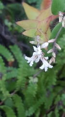 Leucopogon amplexicaulis