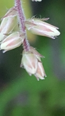 Leucopogon amplexicaulis