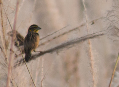 Ploceus benghalensis