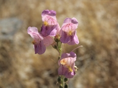 Penstemon palmeri macranthus