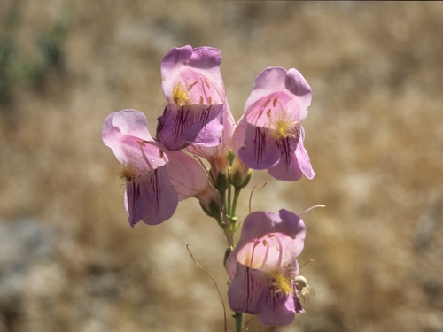 Penstemon palmeri var. macranthus
