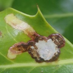 Phytomyza ilicis