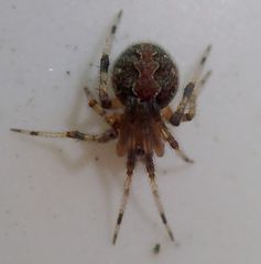 Theridion pinastri