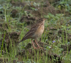 Anthus godlewskii