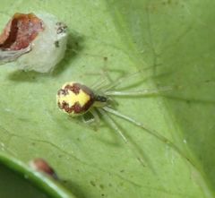 Theridion varians
