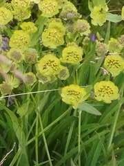 Bupleurum stellatum