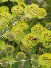 Bupleurum stellatum