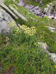 Bupleurum stellatum