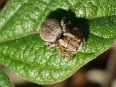Maratus anomalus
