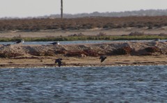 Egretta rufescens