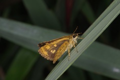 Ampittia dioscorides camertes