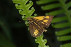 Ampittia dioscorides camertes