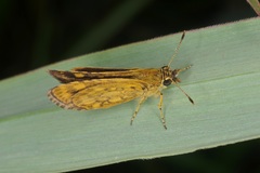 Ampittia dioscorides camertes