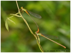 Ceriagrion cerinorubellum