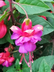 Fuchsia × hybrida