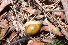 Bothriembryon glauerti