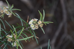 Lysicarpus angustifolius