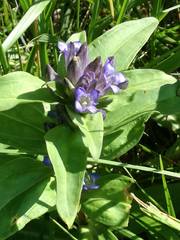 Gentiana cruciata cruciata