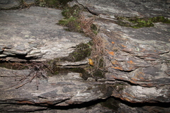 Bothriembryon glauerti