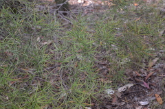 Lysicarpus angustifolius