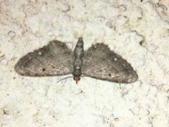 Eupithecia tripunctaria