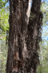 Lysicarpus angustifolius