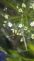 Platysace linearifolia