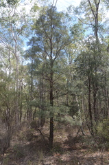 Lysicarpus angustifolius