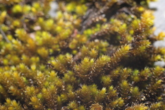 Andreaea amblyophylla