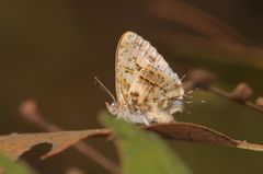 Catapaecilma major