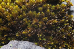 Andreaea amblyophylla
