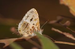 Catapaecilma major