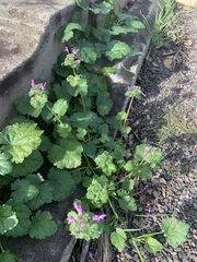 Lamium amplexicaule
