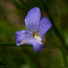 Gentianopsis simplex