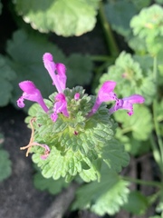 Lamium amplexicaule
