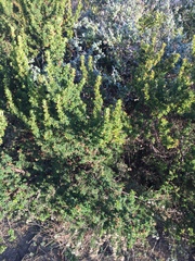 Cliffortia polygonifolia