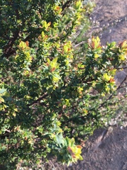 Cliffortia polygonifolia