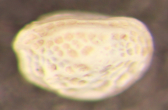 Radimella aurita image